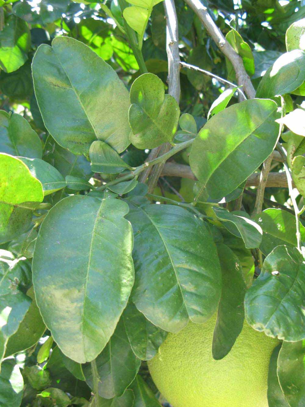              Shade leaves (Large Pink, Winter Haven,   FL)   